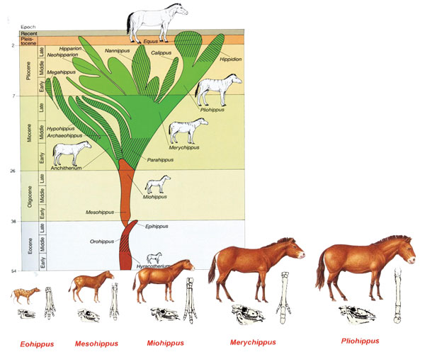 atın sahte evrim şeması