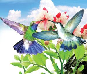 kuş kanatları, hummingbird