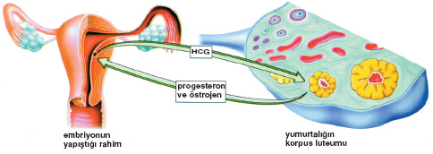 corpus luteum