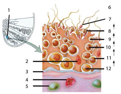 tubules séminifères