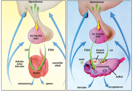 sperm_hipotalamus