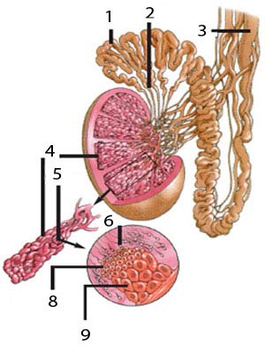 testicule