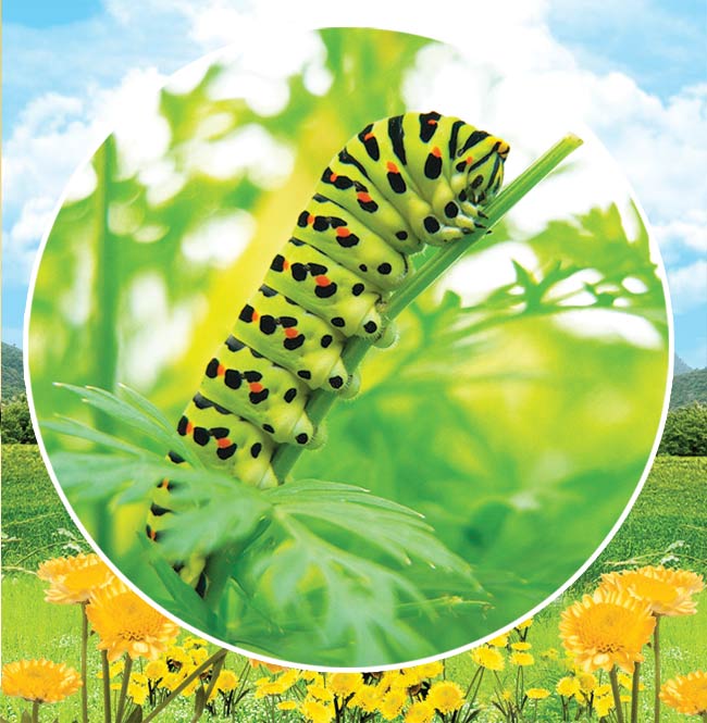 larva, tırtıl