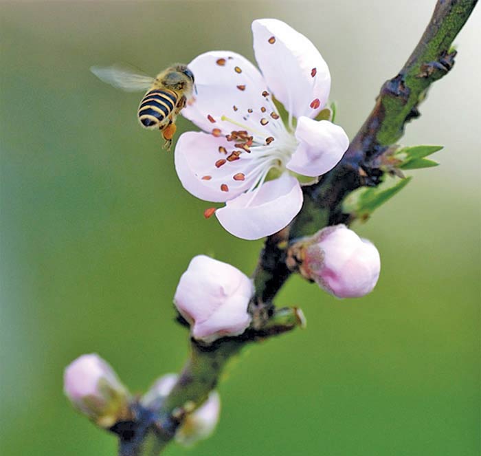 arı, böcek, çiçekler, polen