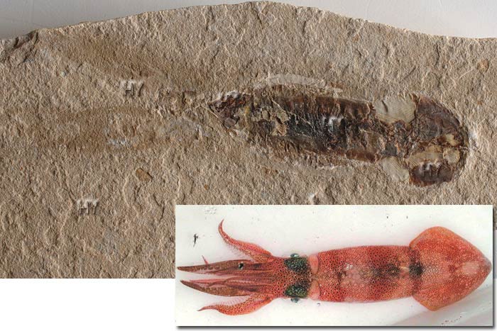 mürekkep balığı fosili