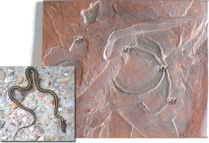 yılan fosili