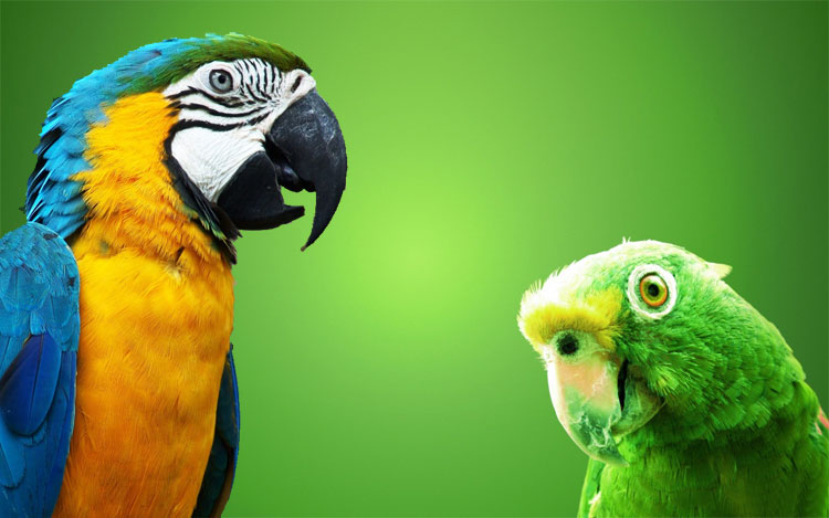 yeşil papağan