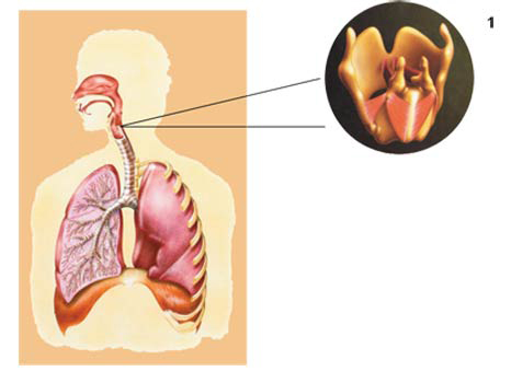 insan, larynx