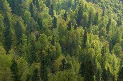 forêt