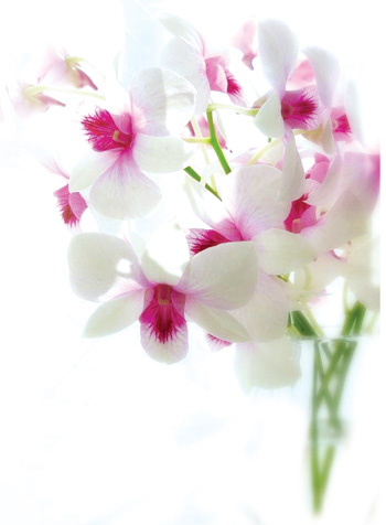 beyaz pembe çiçekler