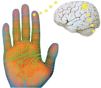 cerveau, illusion, toucher