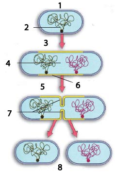 cell, DNA, chromosome 