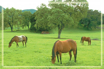 horses_ field