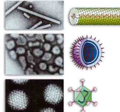 farkli Virusler 
