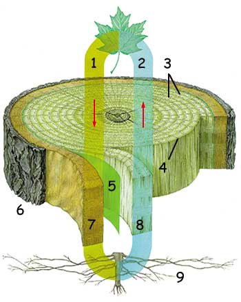 Ağaçtaki su taşıma sistemi