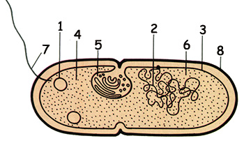 Prokaryot hücreler