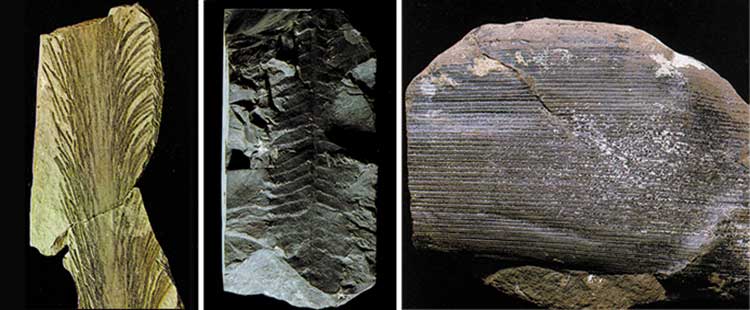 Asma Yaprağı fosili