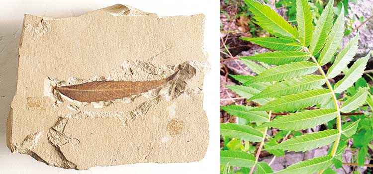 Bir Tür sumak yapragi fosili