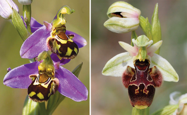Kıbrıs Arı Orkidesi