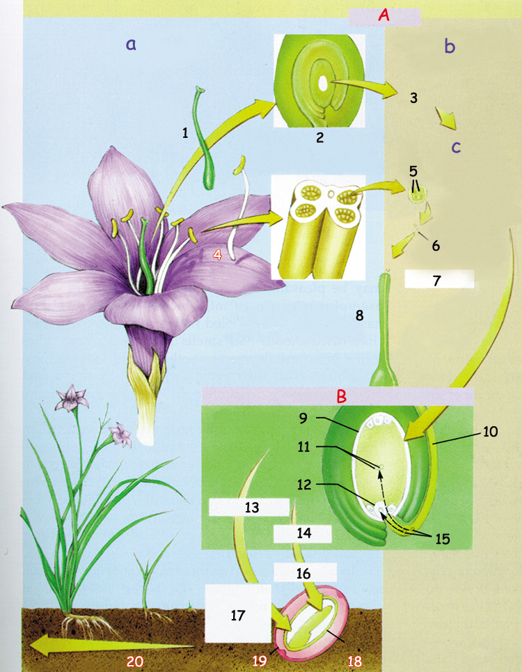 Çiçek açan bir bitkinin genelleştirilmiş gelişim şeması