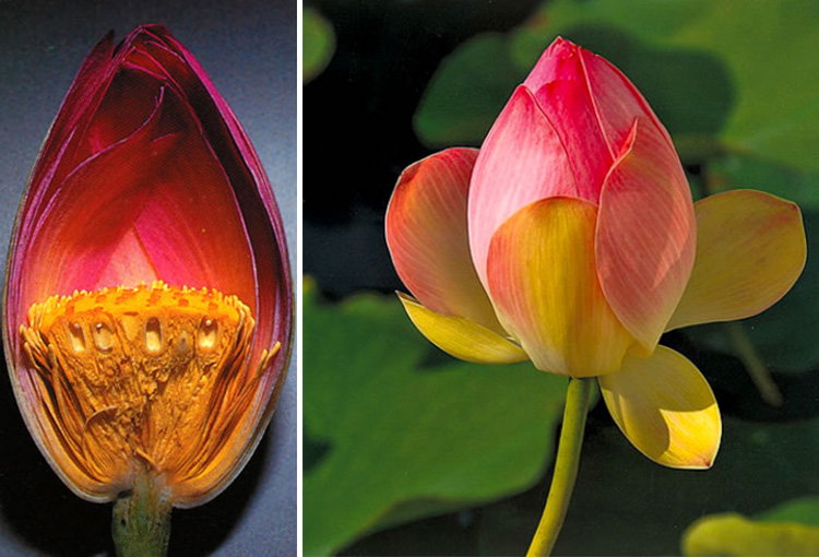 Resimlerde bir çiçeğin kendisi ve enine alınmış kesitinde üreme organları görülmektedir.