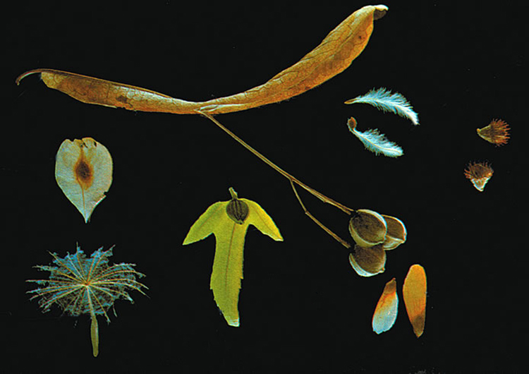 Tohumları rüzgarla taşınan bitkilere çeşitli örnekler