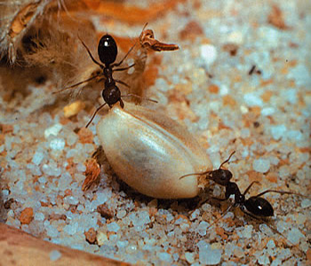 Torhumları taşıyan karıncalar