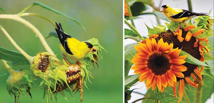 Kuşlar da tohumların etli kısımlarını yiyerek bitkinin üremesini sağlayacak olan bölümlerin toprağa ulaşmasına yardımcı olurlar. 