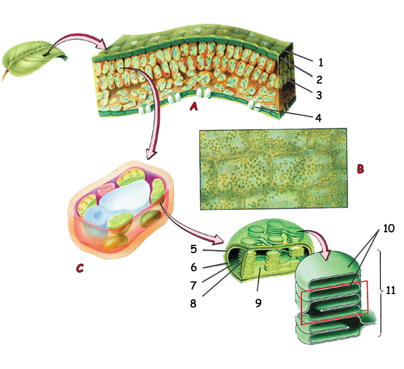 Kloroplastın Genel Yapısı