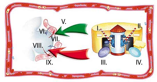 blood cells