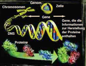 protein