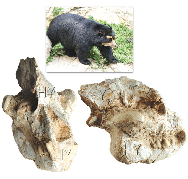 And ayısı fosili ve günümüzdeki and ayısı