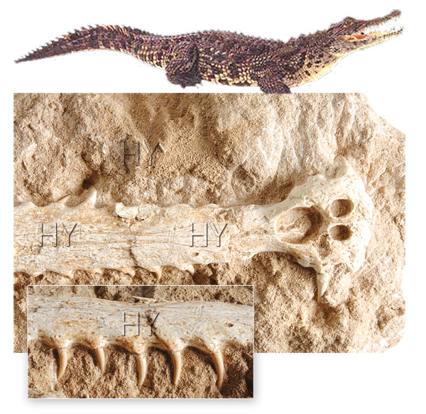 Timsah fosili ve günümüzde yaşayan timsah