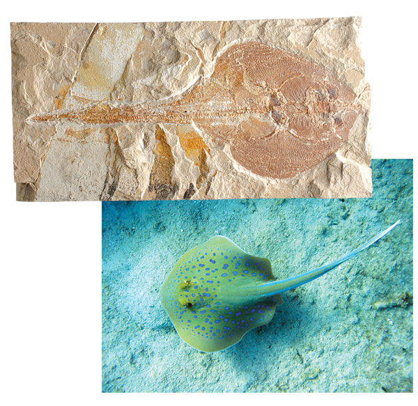 Vatoz fosili ve günümüzdeki vatoz