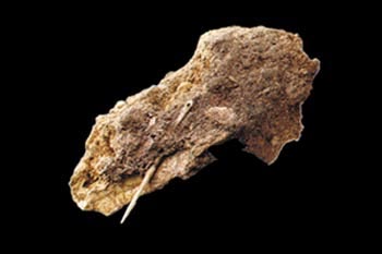 neandertal needle