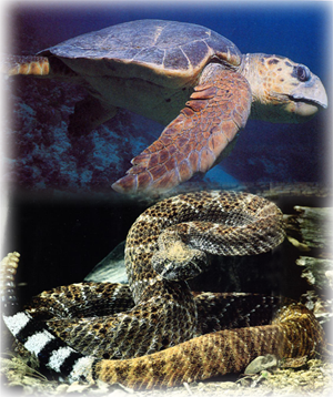 turtle-snake