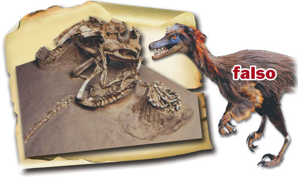 fossile di Velociraptor