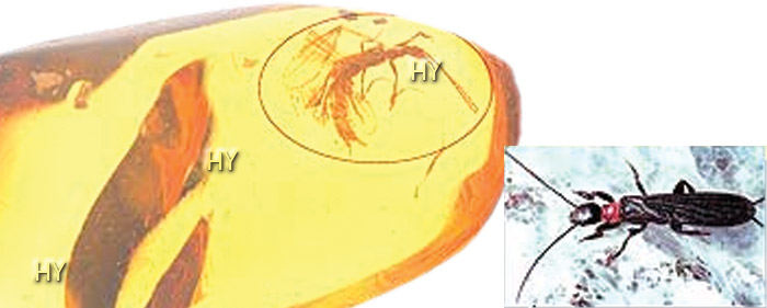 Embioptera (Ayakla Ağ Örenler) cinsi böceği fosili, amber