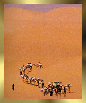 çölde develer