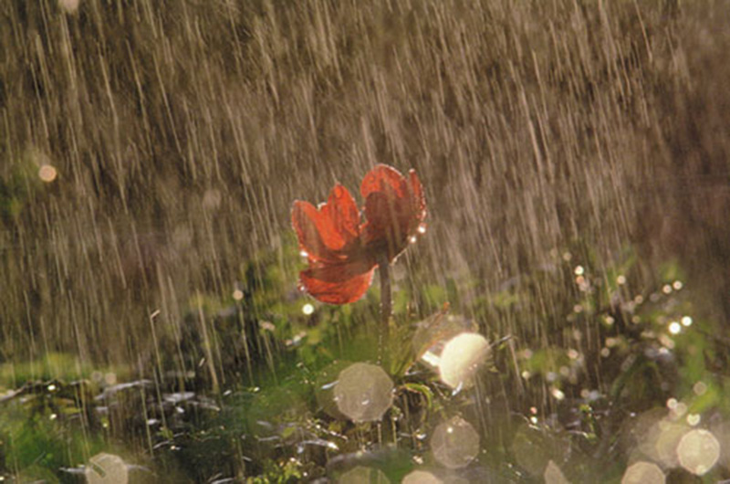 flowers, rain
