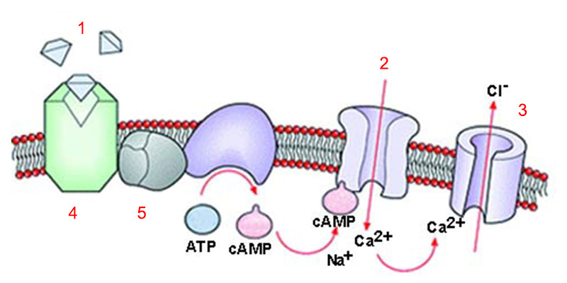cAMP communication line, Scent molecule