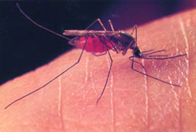 mosquito, gnat