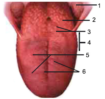 The positions of the papillae on the human tongue