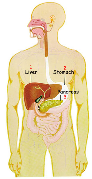 liver, human body