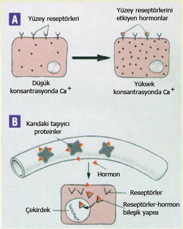 hücre, hormonlar