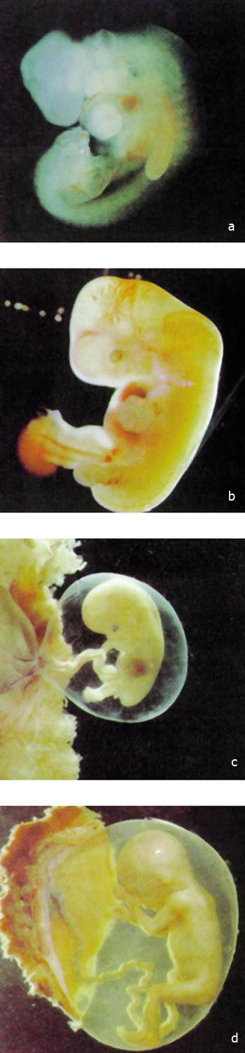 embriyonun gelişimi