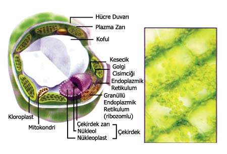 bitki hücresi