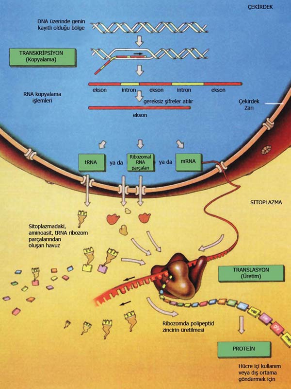 protein sentezi, hücre, ribozom