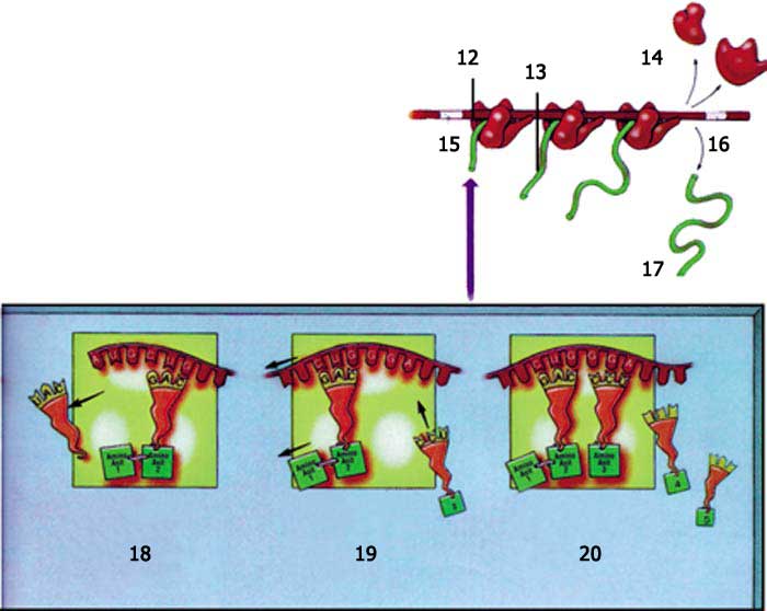 ribozom, protein sentezi, protein, hücre