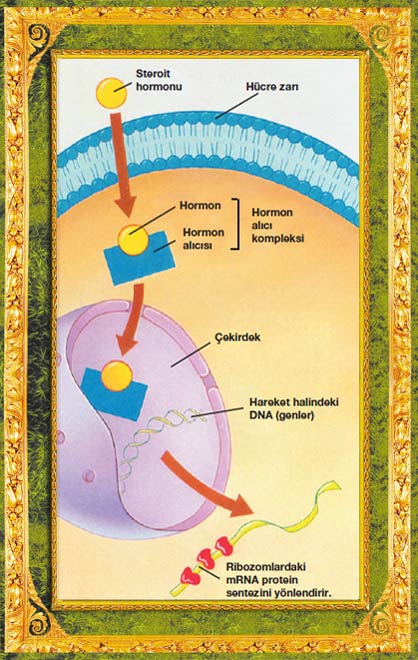 steroid hormonu